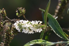 Buddleja paniculata